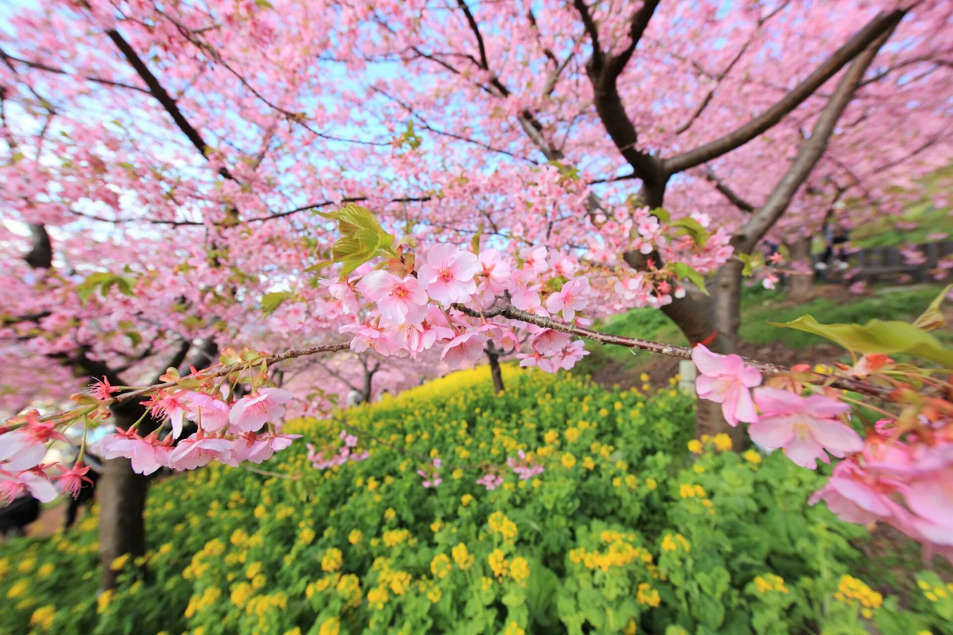 Весеннее фото на заставку. Сакура черри блоссом дерево. Японская слива цветение. Япония цветение Фудзи. Весенняя природа.