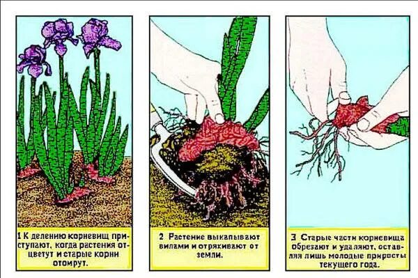 Деление корневища. Пион размножение корневищем. Размножение многолетников делением куста. Размножение делением корневища. Схема посадки ирисов бородатых.