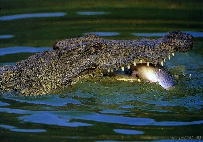 Дракон крокодил. Представители крокодилов. Гребнистый крокодил детеныши. Крокодил данные. Пресмыкающиеся рептилии крокодил 3 класс.