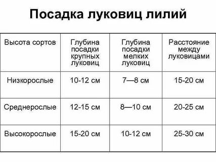 Расстояние между лилиями при посадке