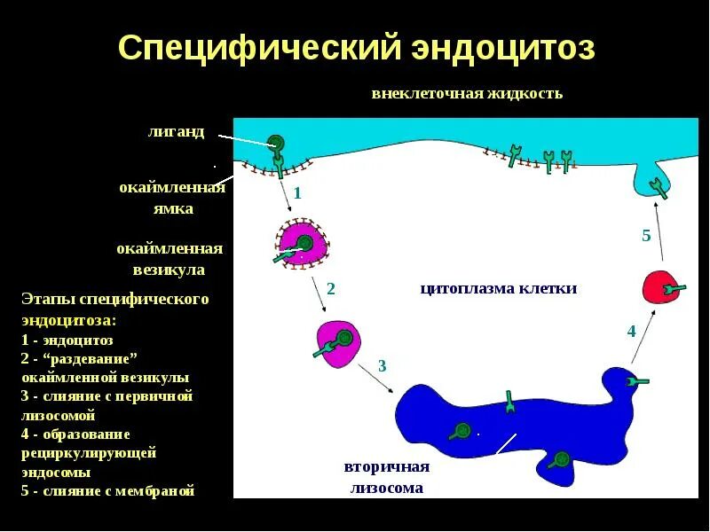 Транспортируемые вещества эндоцитоза