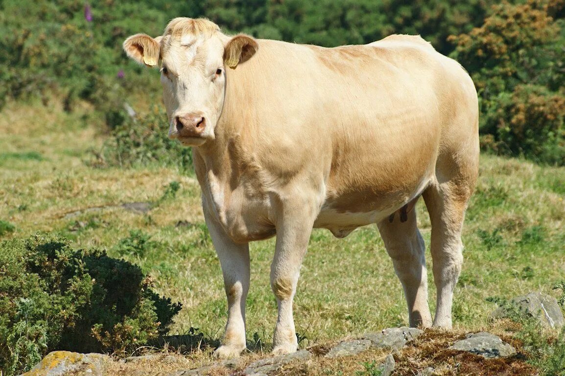 Узор коровы разными цветами. Коровы по цвету. Коровы разной расцветки. Породы домашних коров. Рогатая корова.