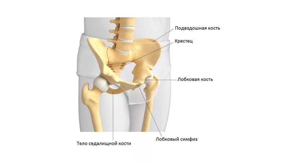 Ость гребня подвздошной кости. Подвздошной кости внутренняя структура. Задняя верхняя ость подвздошной кости. Седалищная кость кость анатомия.