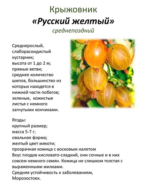 Крыжовник Золотистый саженцы купить в Москве и Подмосковье в питомнике