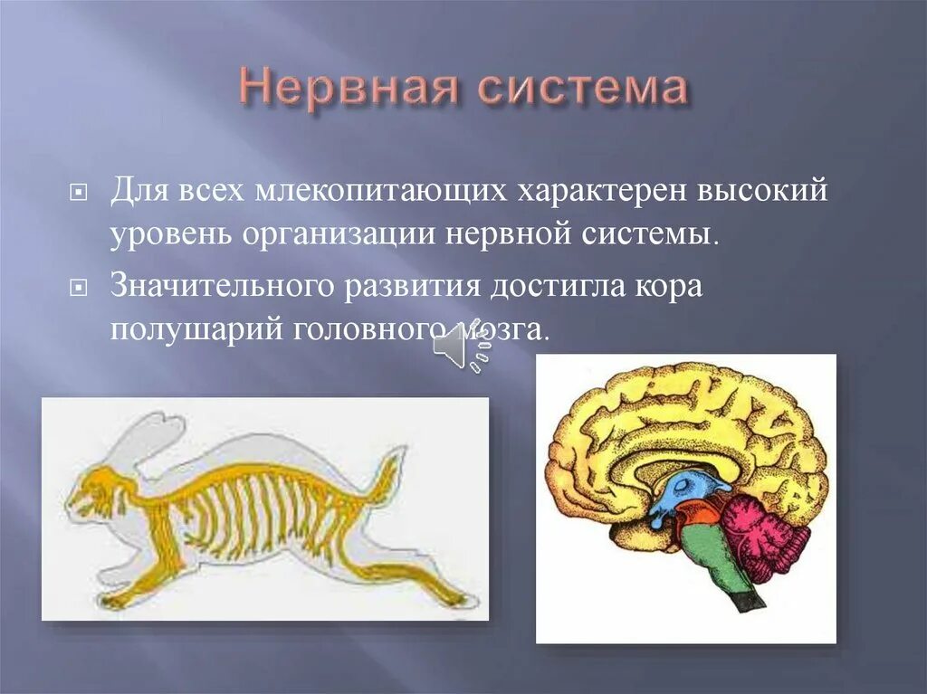 Нервная система млекопитающих 7 класс биология. Строение нервной системы млекопитающих. Нервная система млекопитающих головной мозг. Класс млекопитающие нервная система. Наличие диафрагмы у млекопитающих