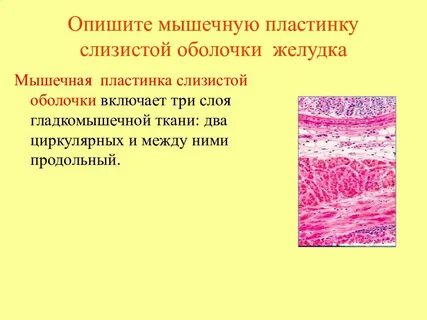 Мышечная пластинка слизистой оболочки пищевода латынь