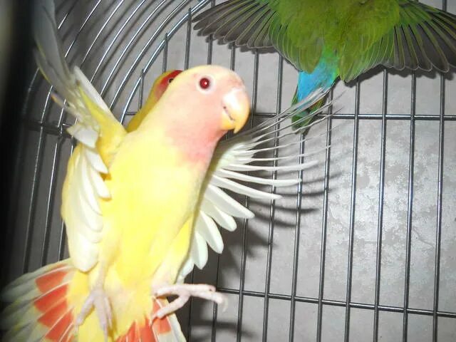 Попугай кушает. Попугай хохлится. Попугаи волнистые попугайчики. Отравление попугая. Плохое содержание попугаев.