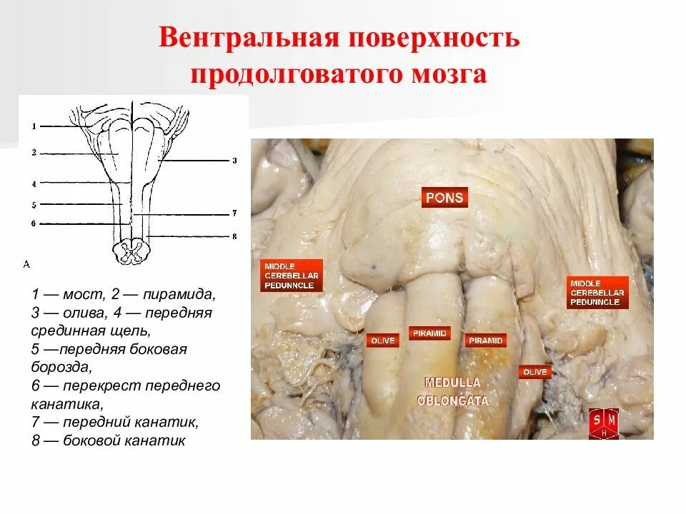 Вентральная поверхность продолговатого мозга. Вентральная часть ствола головного мозга. Дорсальная поверхность ствола головного мозга. Вентральная поверхность стволовой части головного мозга. Структуры дорсальной поверхности продолговатого мозга.