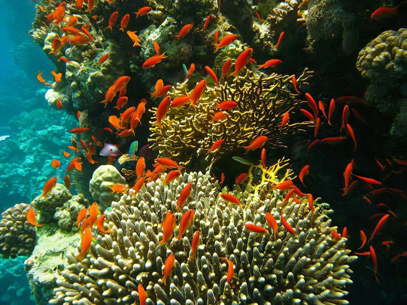 Коралловые рифы описание. Биогеоценоз Барьерный риф. Биогеоценоз кораллового рифа. Риф экосистема. Мшанковые рифы.