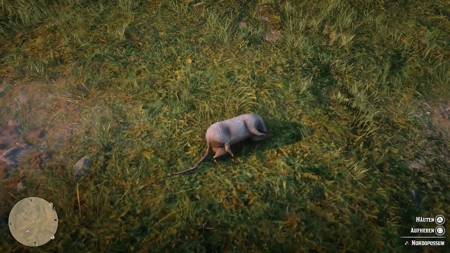 Опоссум в рдр 2. Rdr 2 опоссум. виргинский опоссум рдр2. шляпа из опоссума rdr2. playing possum карли саймон.
