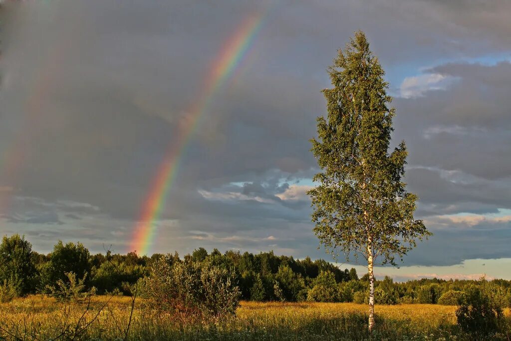 Береза летом явление природы. Одинокая береза. береза радуга. пейзаж с радугой. российские пейзажи с радугой.