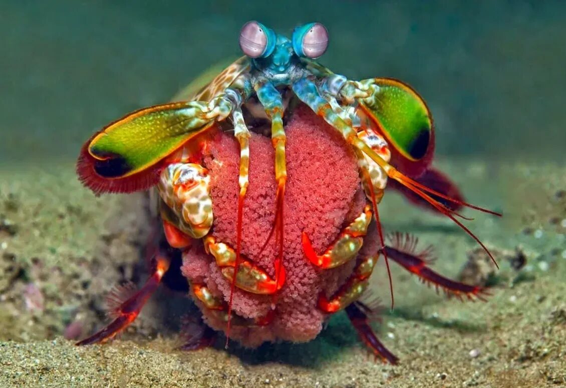 Креветка-богомол мантис. Павлиновая креветка-богомол. Креветка арлекин богомол. Морской богомол. Креветка-богомол мантис.