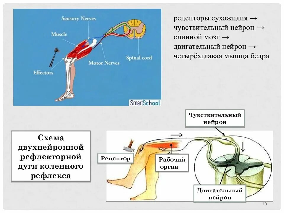 Чувствительный нейрон двигательный нейрон центр слюноотделения. Схема рефлекторной дуги коленного рефлекса. Чувствительный Нейрон коленного рефлекса. Схема двухнейронной рефлекторной дуги коленного рефлекса. Коленный рефлекс рефлекторная дуга схема физиология.