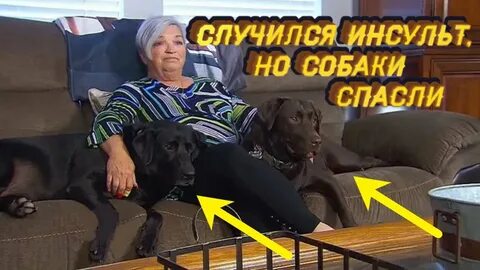Инсульт у собаки
