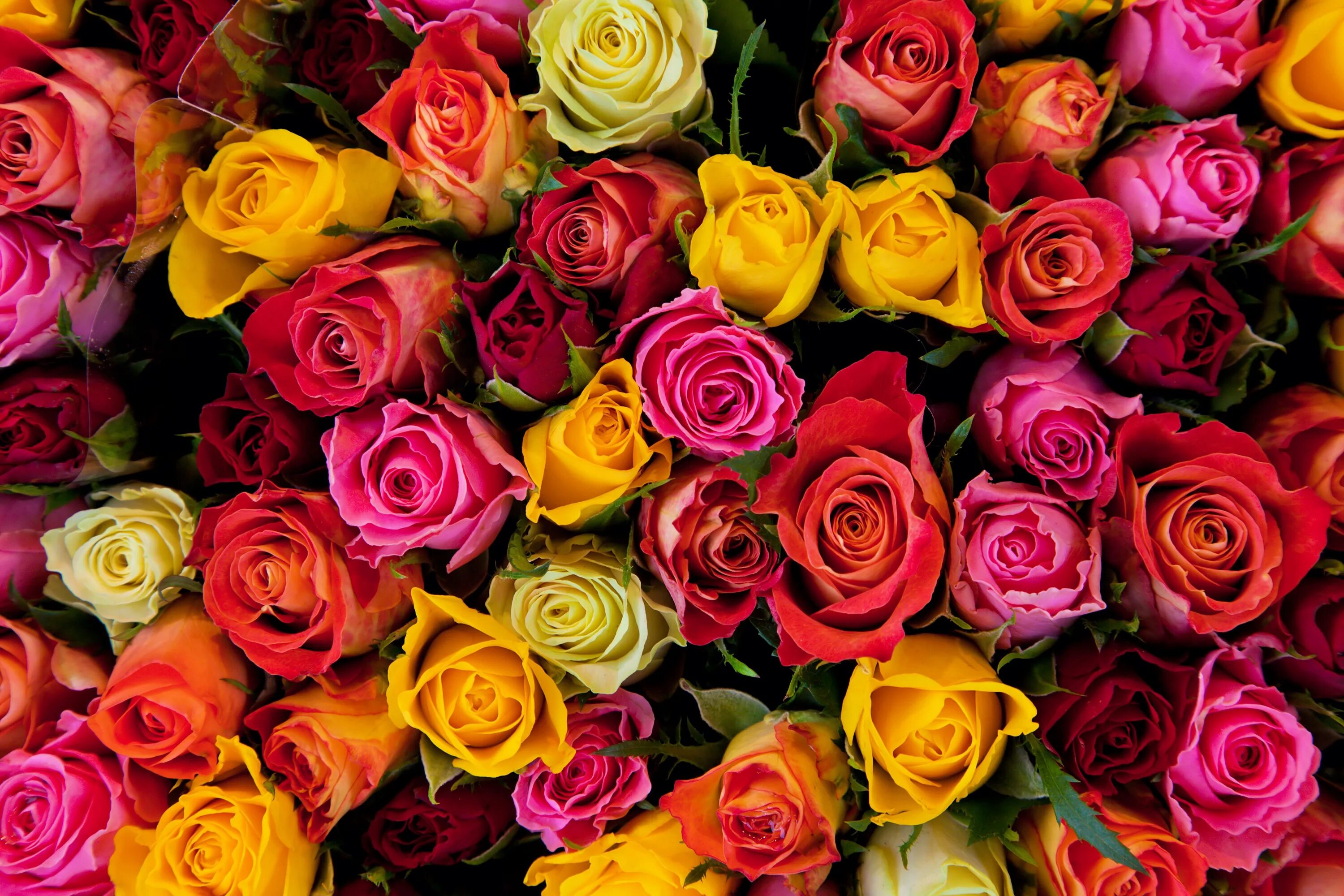 Roz. Разноцветные розы. Шикарные цветы. Красивый яркий букет. Яркие розы.
