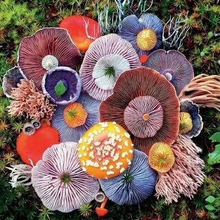 Самые разные грибы
