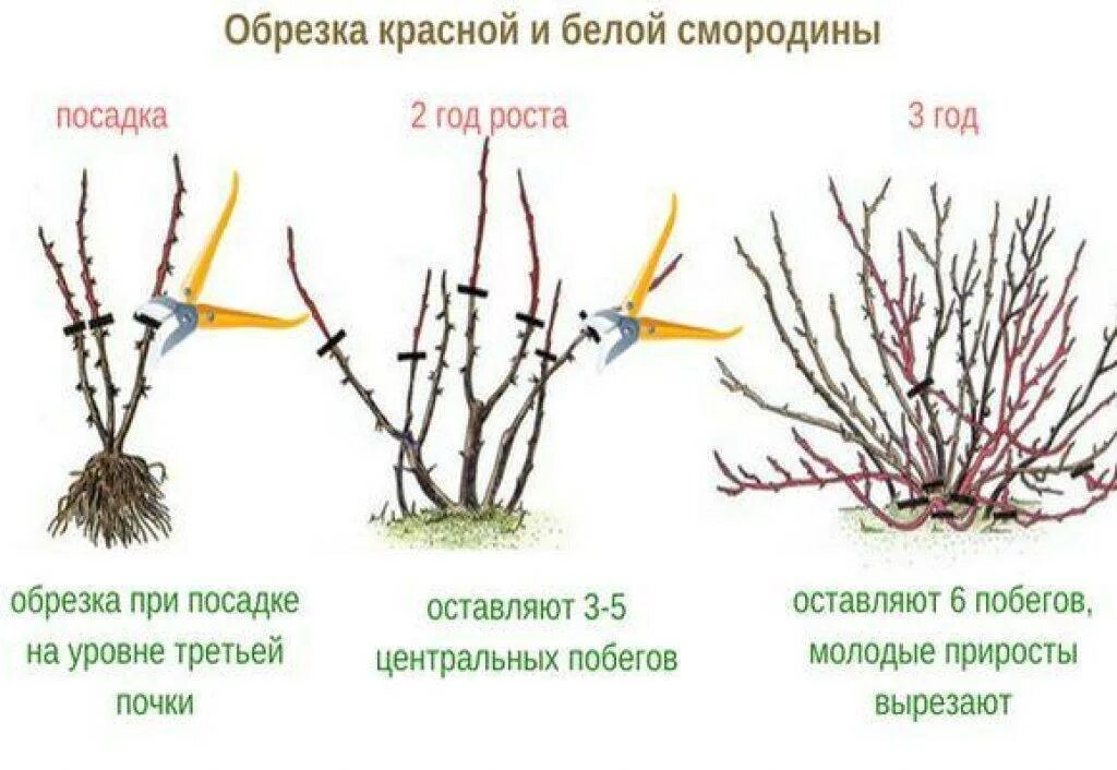 Пересадка при оплате. Схема обрезки черной смородины. Схемы обрезки кустов смородины. Схема обрезки красной смородины осенью. Обрезаем смородину весной схема.