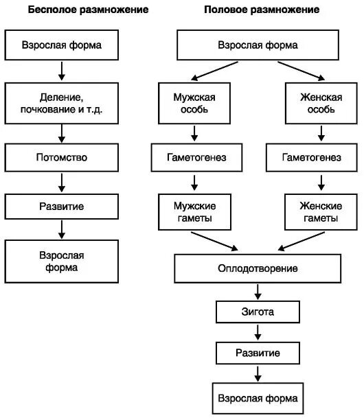 Половое размножение растений схема. Схема полового размножения. Способы бесполого размножения схема. Бесполое и половое размножение схема.