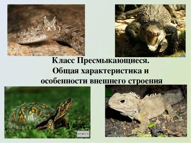 Общая характеристика рептилий 7 класс биология. Рептилии характеристика. Общая характеристика рептилий. Общие характерные признаки пресмыкающихся. Класс рептилии общая характеристика.