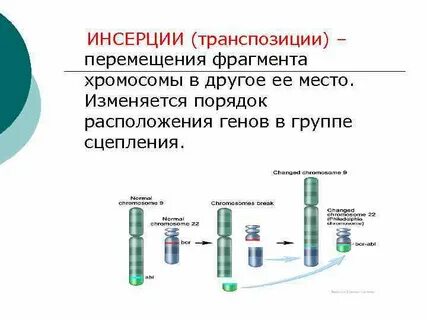 Транспозиция хромосом