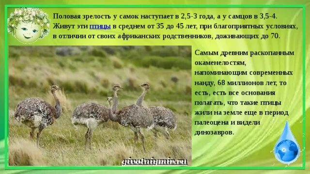 Род семейства серого гуся. Яйца кур несушек. Половая зрелость птиц. Схема выведения цыплят. Половое развитие птиц.