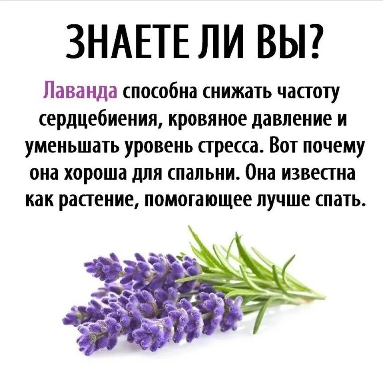 Вербена шалфей. Лаванда узколистная куст. Лечебные свойства лаванды. Лечебные свойства лаванды. Настой лаванда.