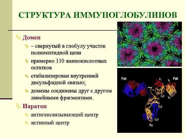 Какая молекула имеет форму глобулы. Структура полипептидных цепей иммуноглобулинов. полипептидные глобулы. глобули это в фармакологии определение. глобула это в биологии.