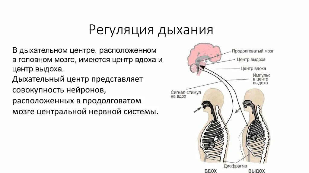 Центр произвольных дыхательных движений. Схема регуляции дыхания человека. Нервная регуляция дыхания схема. Схема механизм регуляции дыхания человека. Регуляция дыхания охрана воздушной среды.