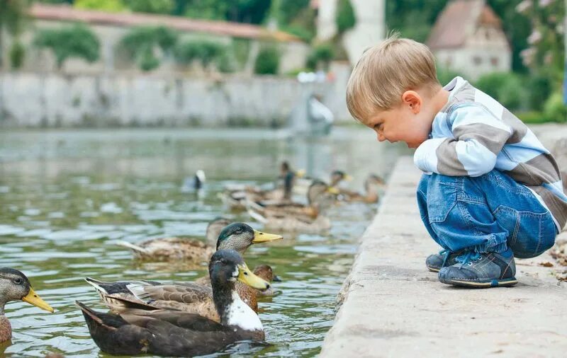 моменты из мальчик птица. мальчик птица. мальчик и птица сборы. мальчик и птица сборы. пернатый мальчик.
