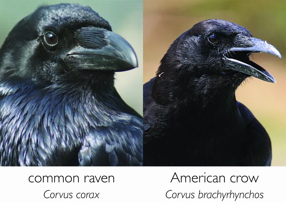 Crow Raven разница. Raven vs Crow. Размер вороны. Птицы семейства вороновых.