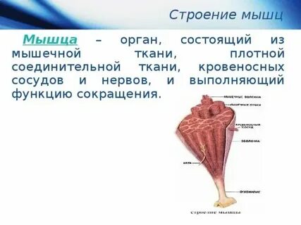 Интерстиций это орган