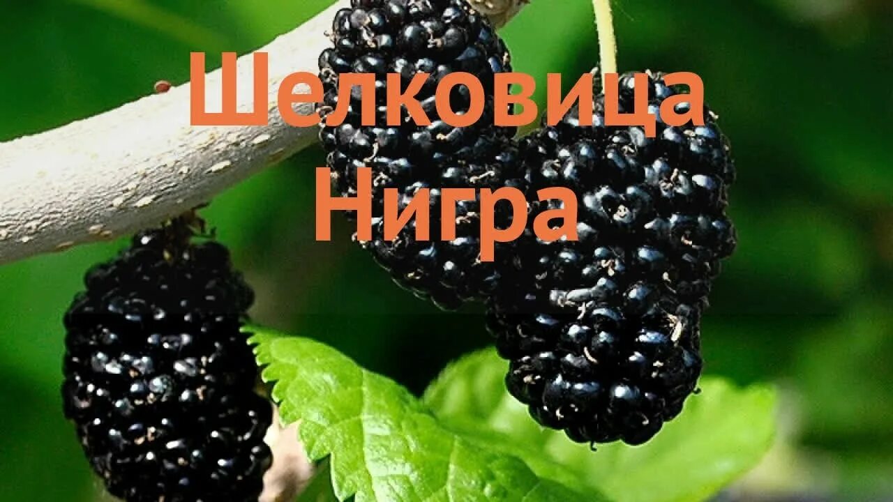 Шелковица черная Морус Нигра. Шелковица nigra. Владимировская шелковица. Шелковица Нигра описание сорта.