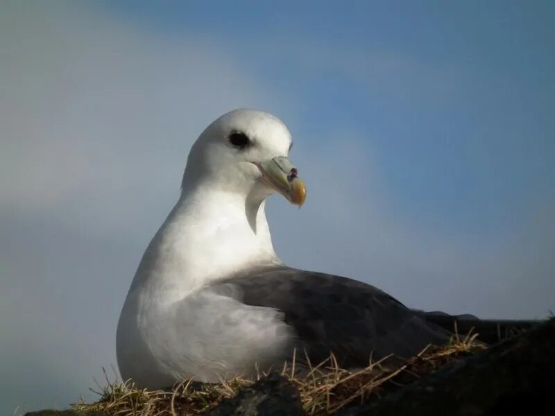 Птица глупыш. Буревестник глупыш. Глупыш Северный (Fulmarus glacialis). Буревестник глупыш птица. Баклан глупыш.