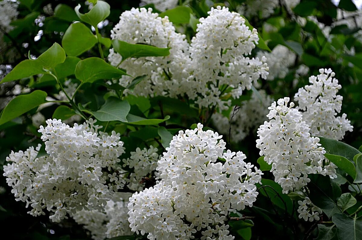 сирень белая шаровидная. сирень мадам лемуан. лучшие белые сирени. сирень обыкновенная мазаис принцис (маленький принц). сирень сорт кавур.