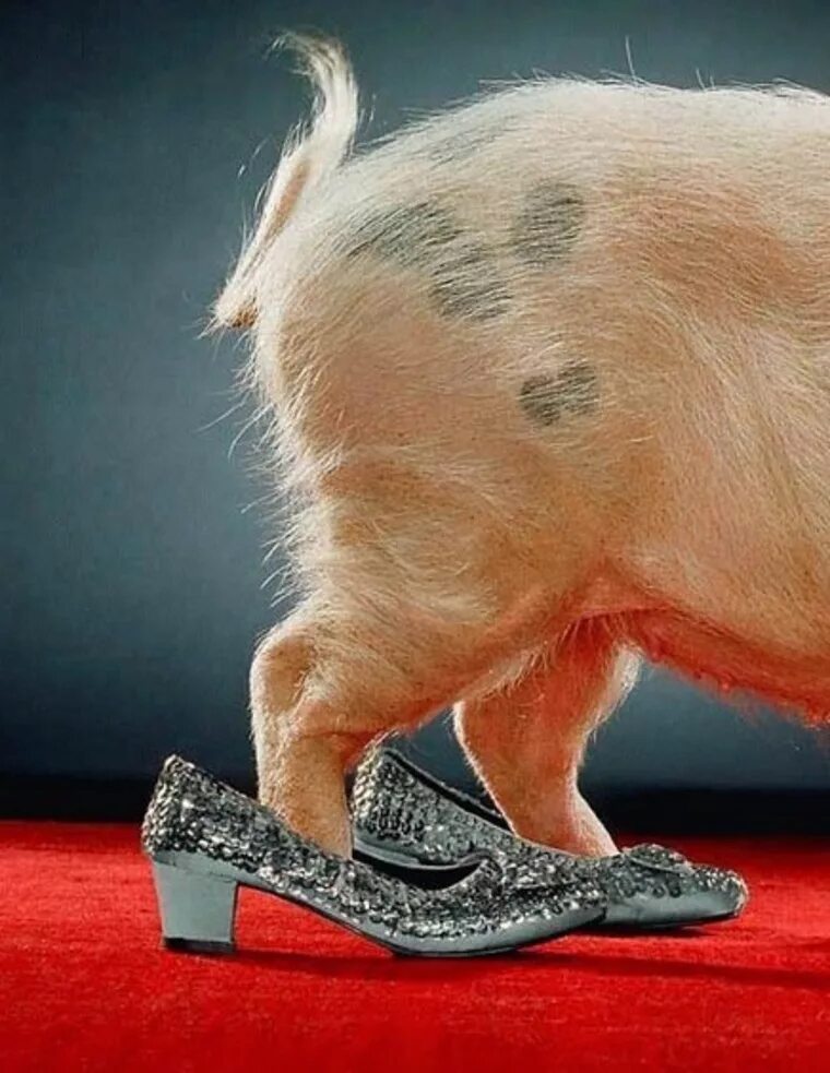 Ноги свинки. Свинка в туфлях. Свинья на каблуках. Свинья в ботинках. Смешные поросята.