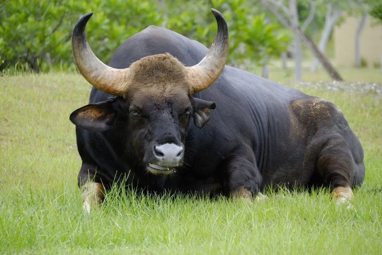 Дикий бык Гаур. Самый большой бык в мире Гаур. Азиатские быки Гауры. Гаур индийский Бизон. Дикий бык индии 4