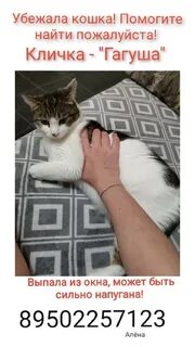 Кошка убежала из дома