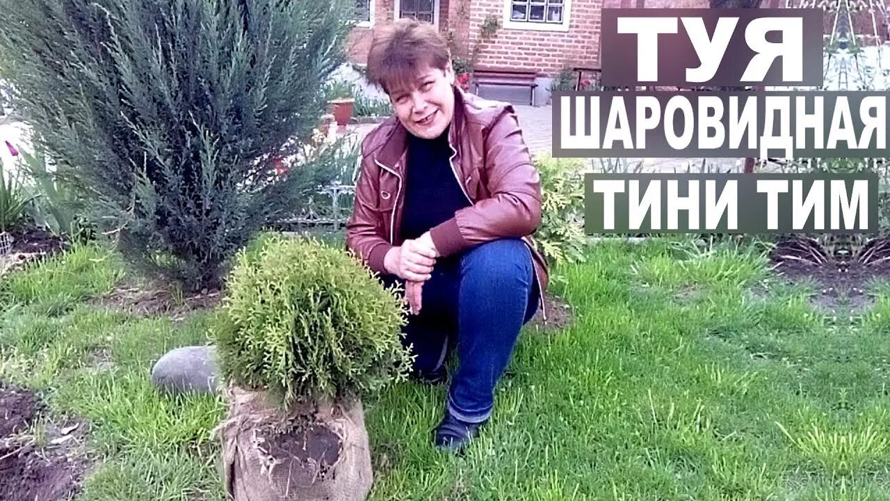 Тини тим описание. Туя шаровидная Тини тим. Туя Тини тим саженец. Туя Тини тим 2-3л. Западная. Шаровидная туч тенитим.