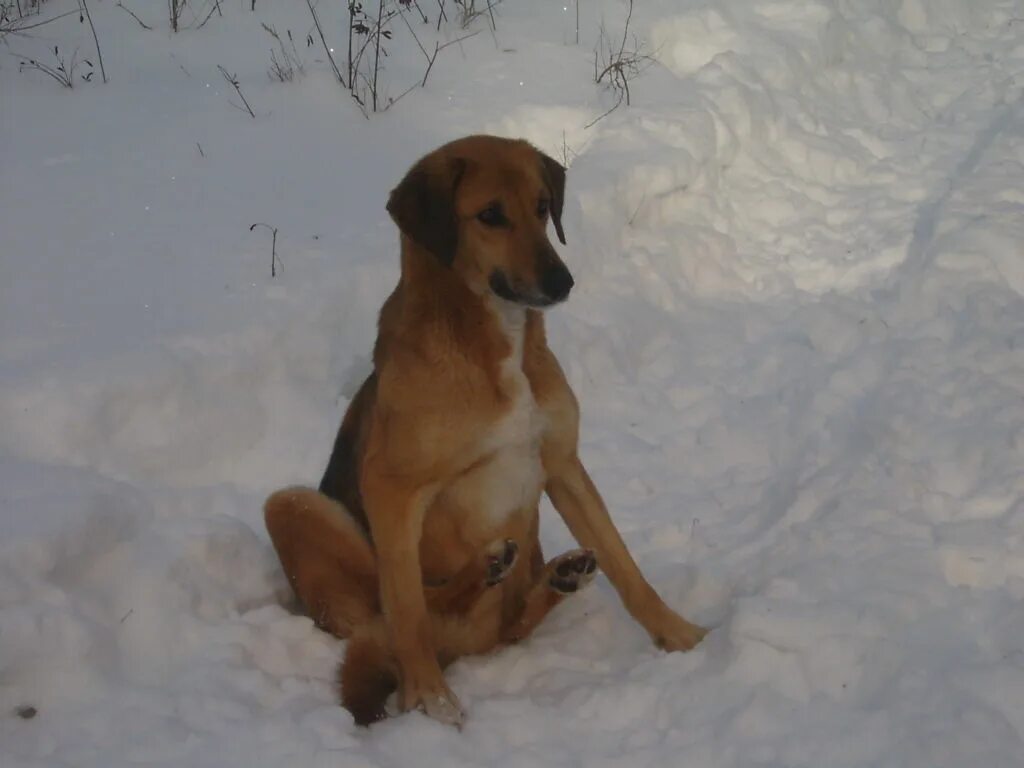 Гончей жизни