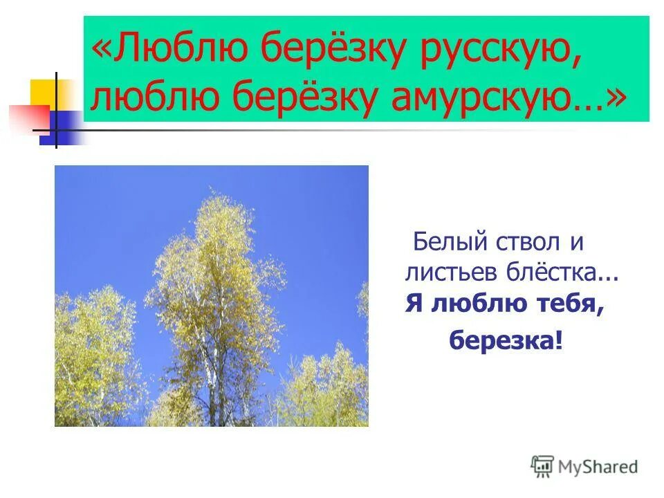 зеленая прическа есенин. береза я тебя люблю. тонкая береза я тебя люблю. аккорды песен. фотосессия в березах весной.