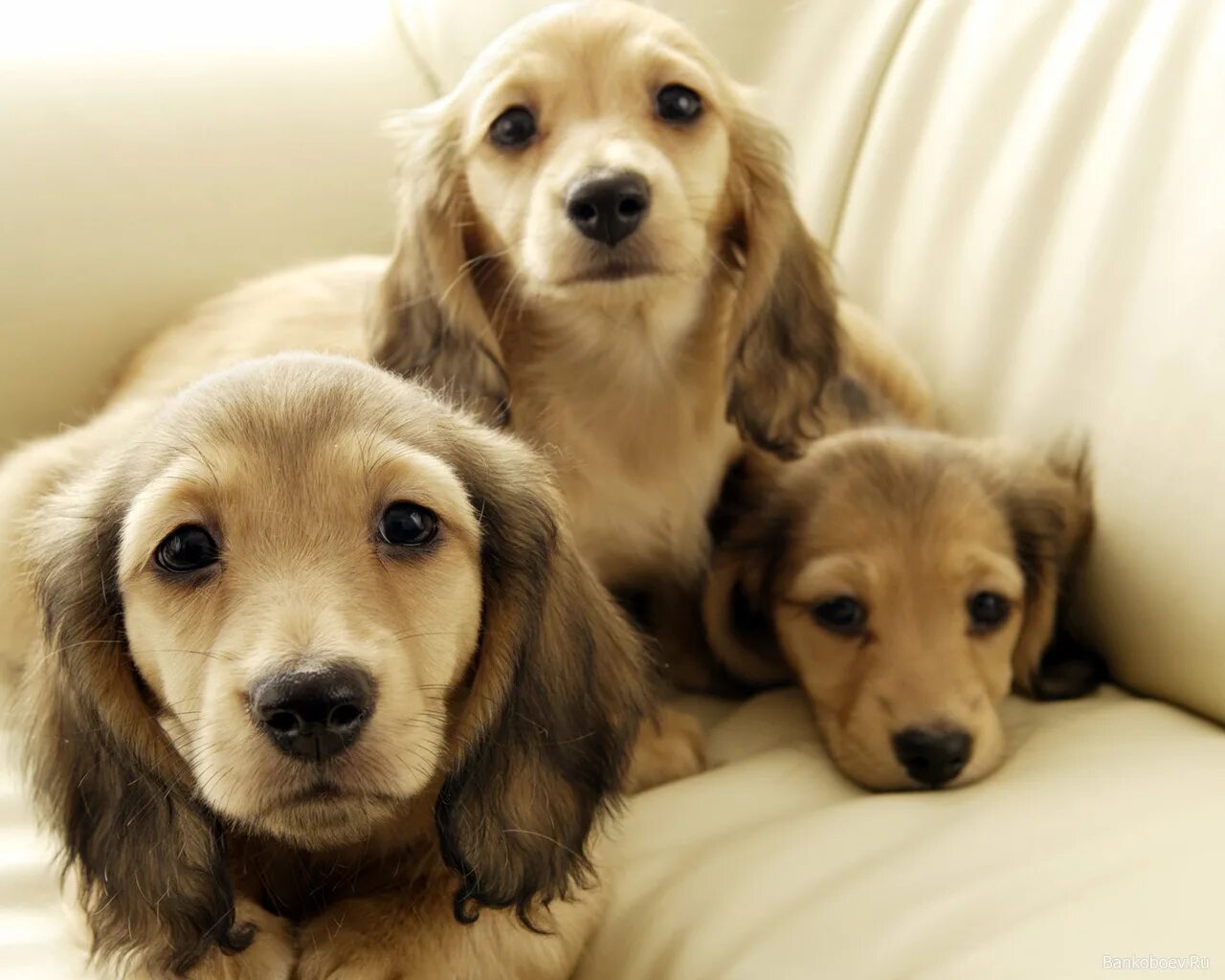 Разные щенки. Голден ретривер милые щеночки. Щенок голден ретривер. Собака шалом. Лабрадор ретривер золотистый щенки.