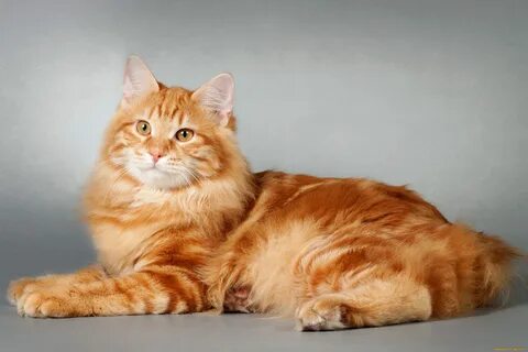 Кот мейн кун рыжий