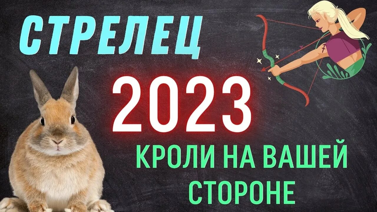 Год кролика 2023. Гороскоп на 2023 Стрелец. Год водяного кролика 2023. Кролик Стрелец.