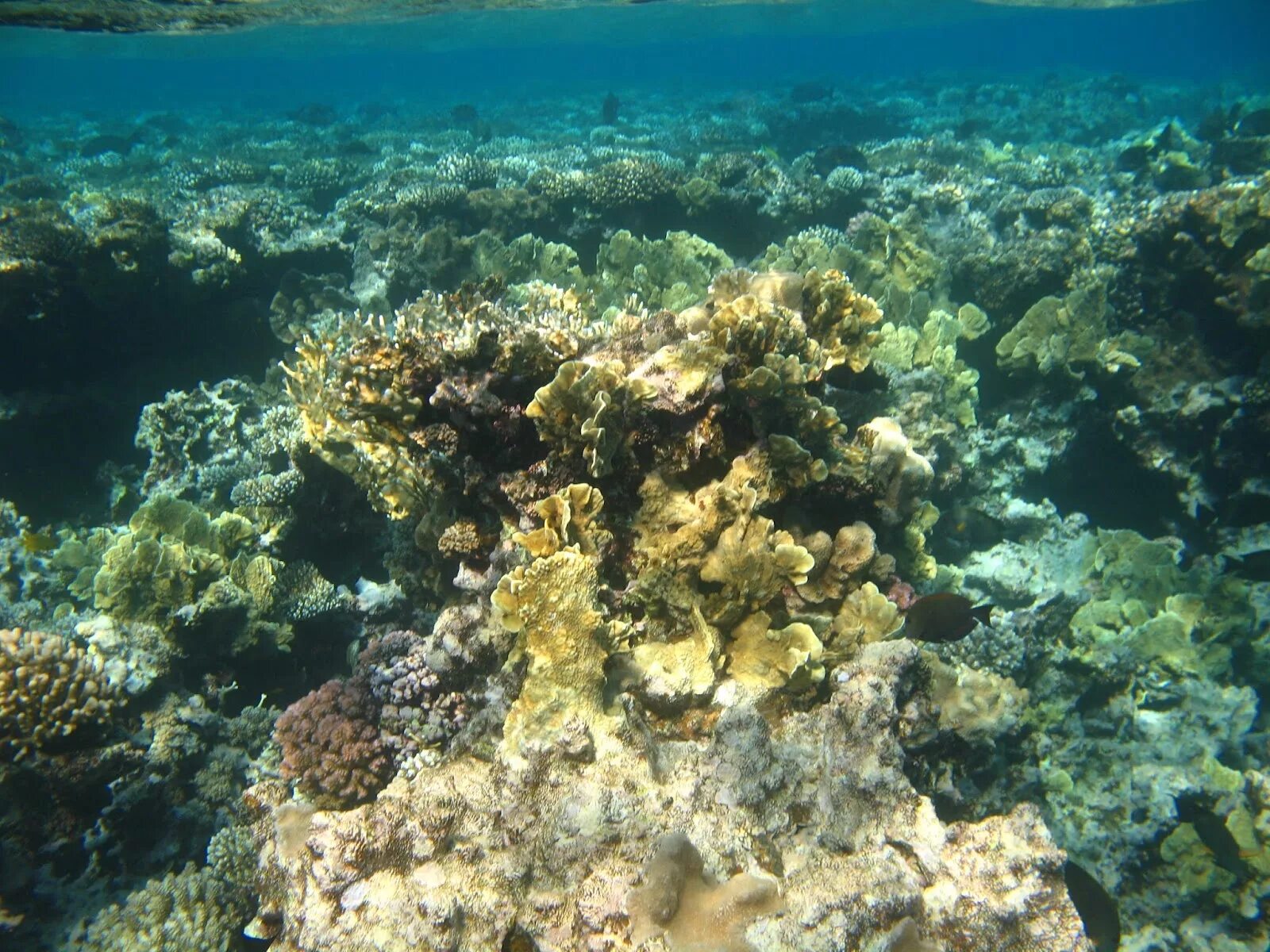 Морское дно фон. Шарм бэй риф. Микромусса коралл. Большой барьерный риф австралия. The grand makadi подводный мир отеля.