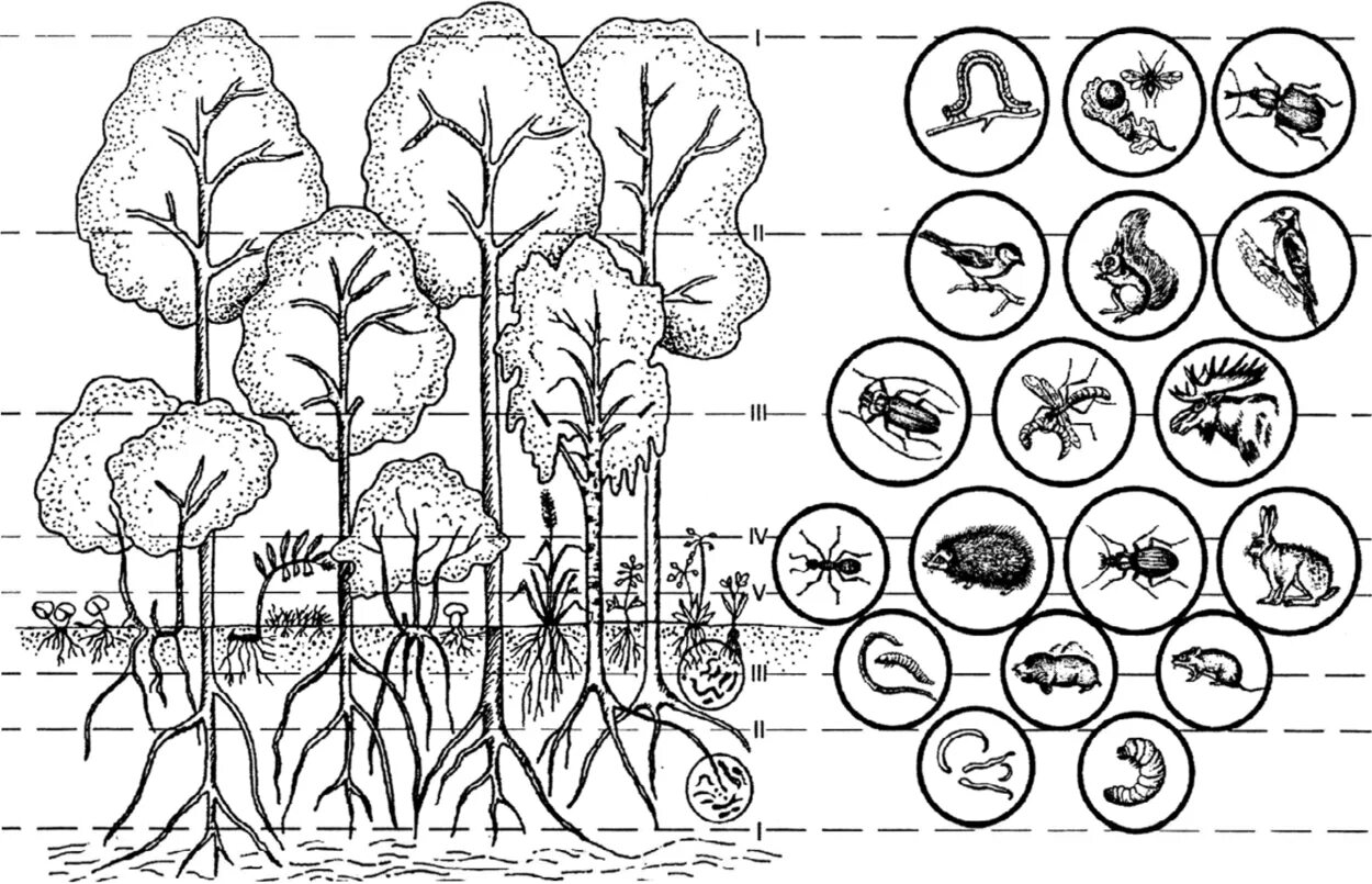 Обитатели ярусов. Ярусность лесного биоценоза. Структура биоценоза ярусность. Ярусная структура биоценоза. Ярусная структура лиственного леса.