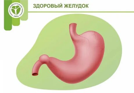 Какого цвета должен быть желудок