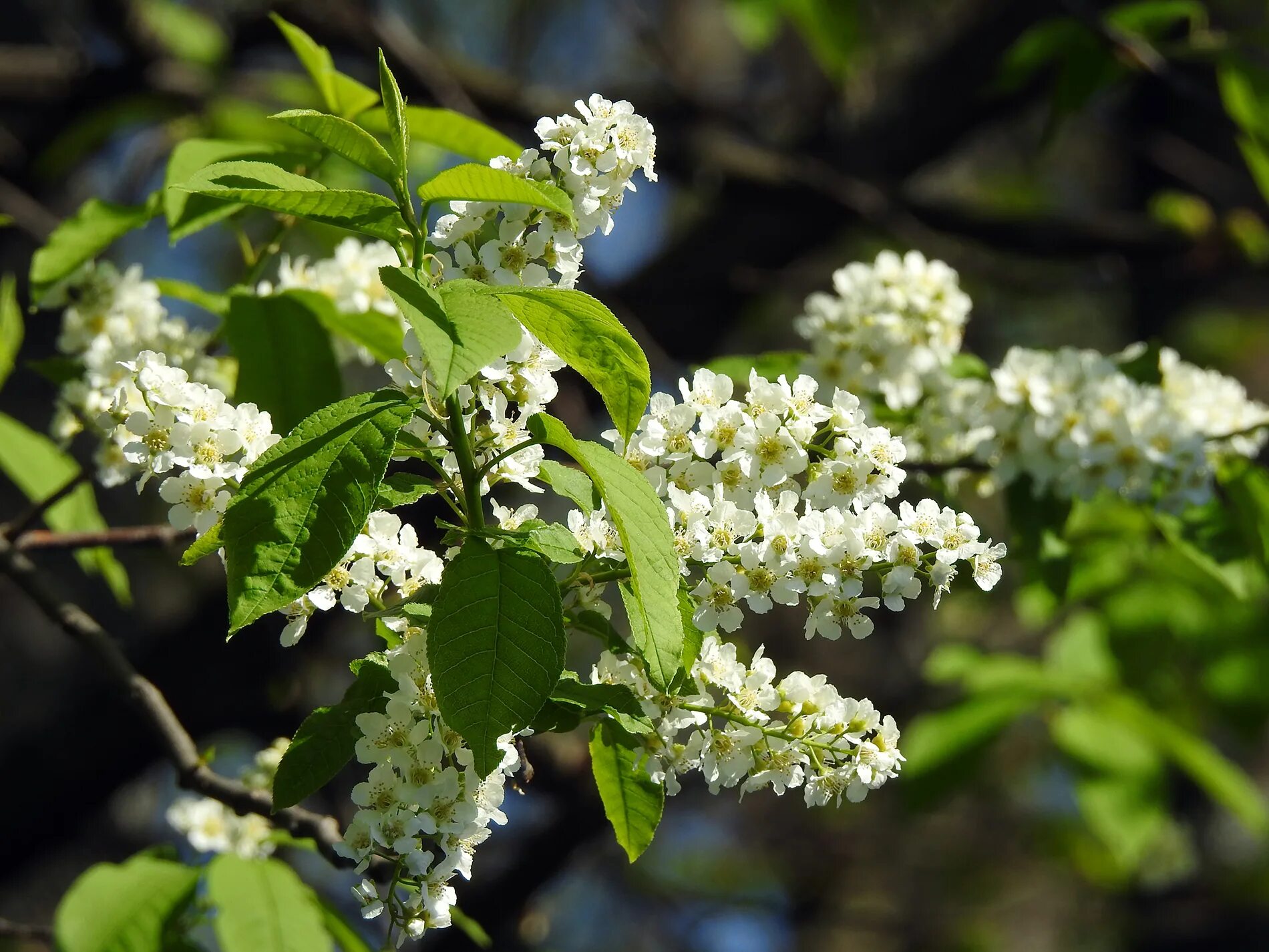 Черемуха виргинская фото. Черёмуха обыкновенная куст. Черемуха Padus virginiana. Черёмуха обыкновенная дерево. Виргинская черемуха душистая.