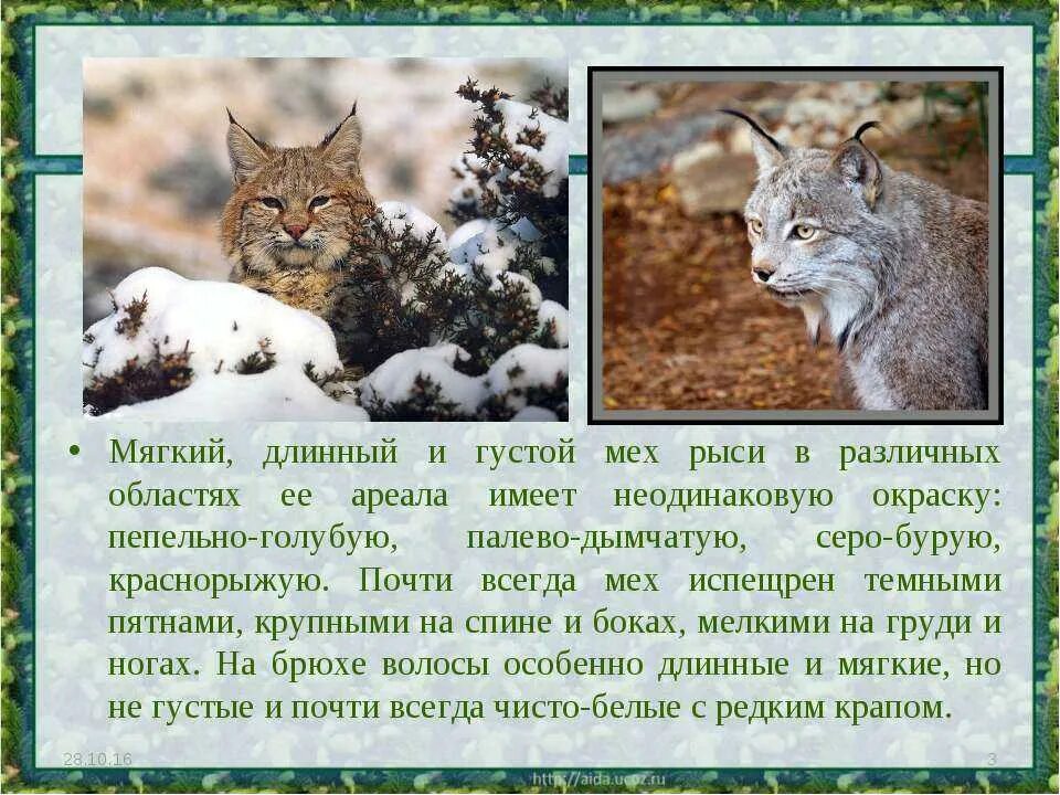 Рысь сообщение 4 класс кратко. Доклад про рысь. презентация на тему рысь. сообщение на тему рысь. рысь презентация 4 класс.