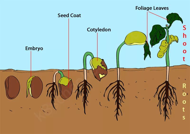 Прорастание растений для детей. Seed germination. Этапы прорастания цветов. Рост растений. The process of finding