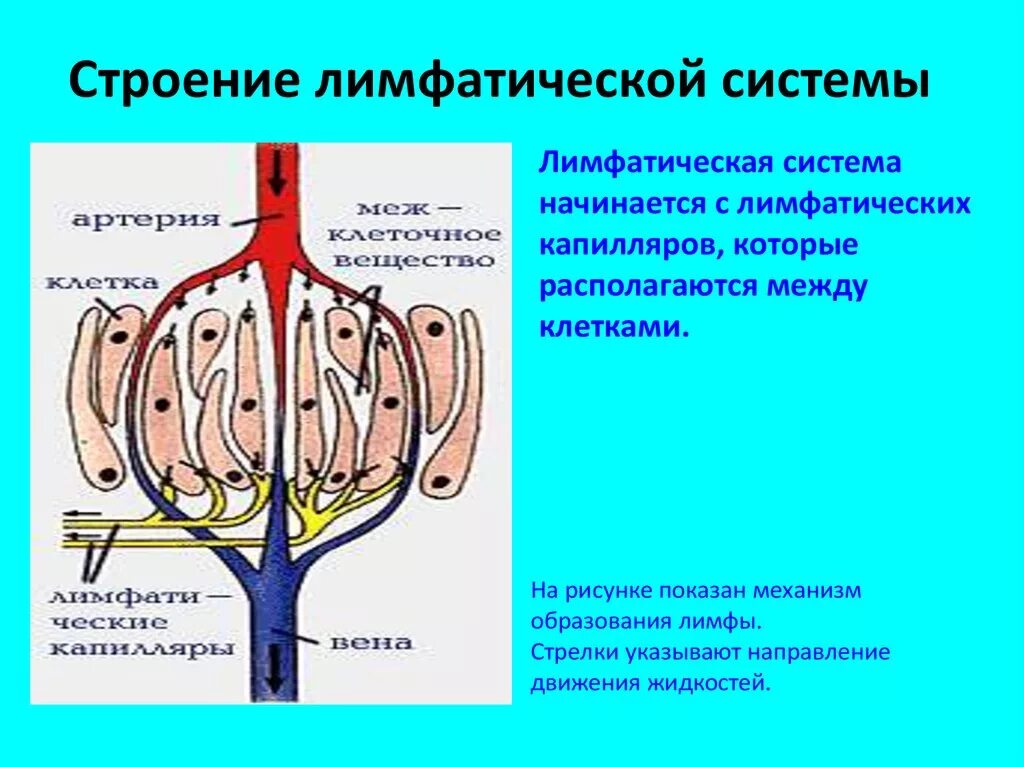 Лимфатические сосуды клетки. Схема строения лимфатической системы. Схема образования лимфатической системы. Общий принцип строения лимфатической системы функции. Лимфатическая система человека строение и функции схема.